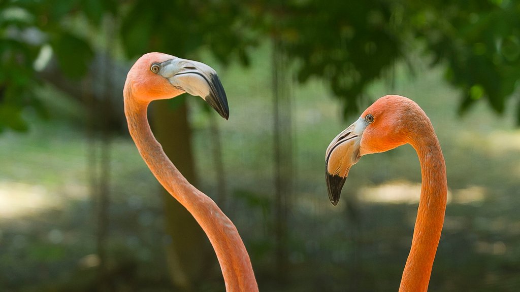 Lincoln Children\'s Zoo showing bird life and zoo animals