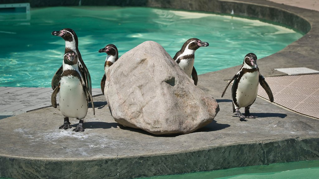 Lincoln Children\'s Zoo showing zoo animals and bird life