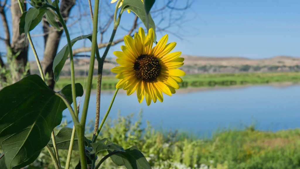 Região central de Nebraska que inclui um rio ou córrego, cenas tranquilas e flores silvestres