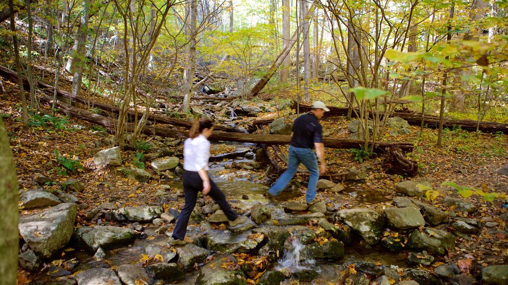 Shenandoah National Park que inclui um rio ou córrego e florestas assim como um casal