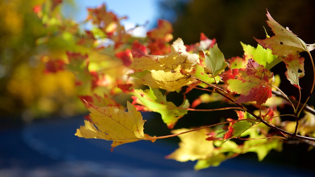 Shenandoah National Park which includes autumn leaves