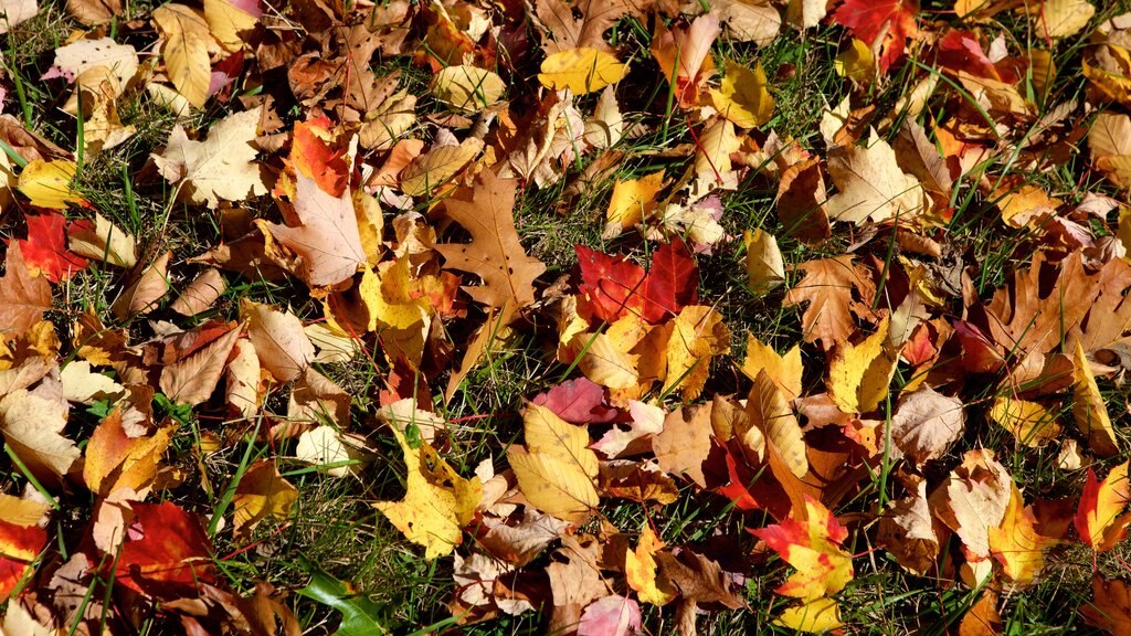 Shenandoah National Park inclusief herfstkleuren