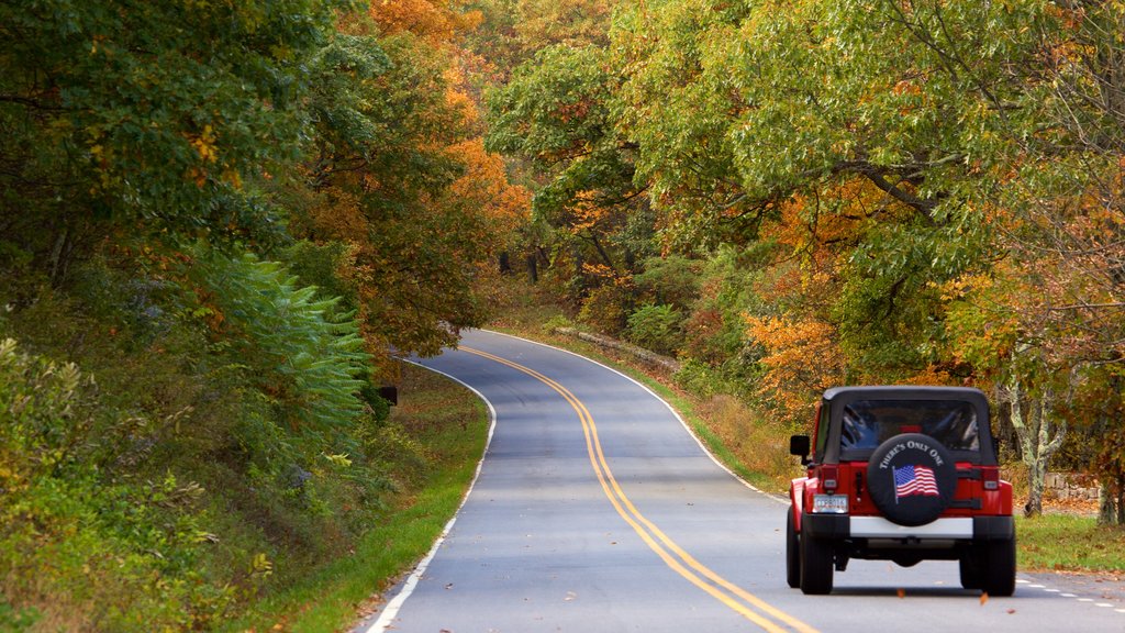 Shenandoah National Park featuring street scenes and forests