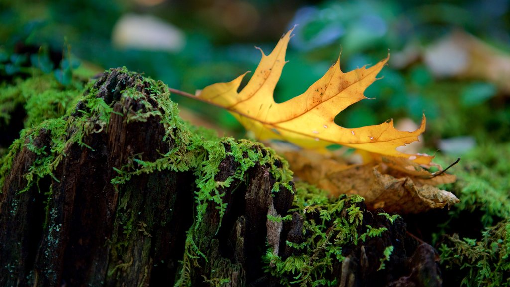 Parc national de Great Smoky Mountains montrant couleurs d\'automne