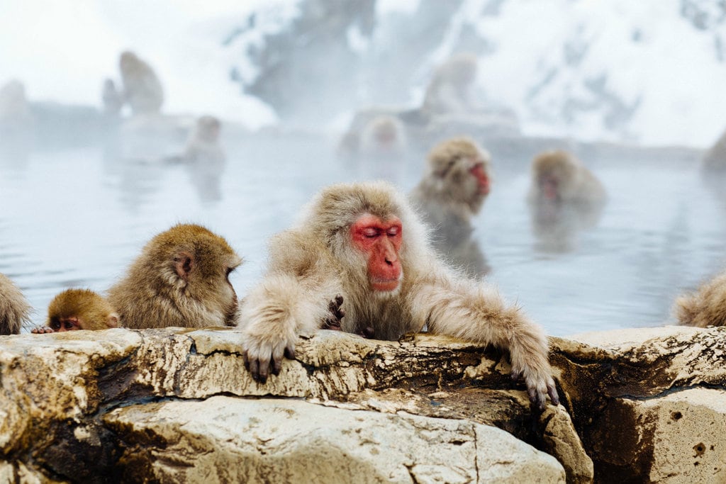 onsen-makaken-1024x683.jpg