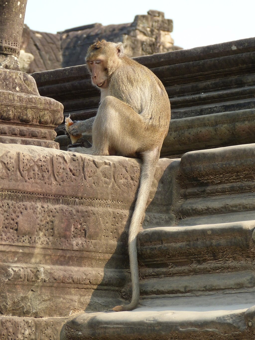 affen-in-angkor-wat-768x1024.jpg