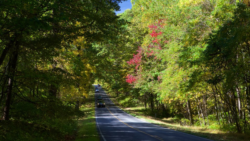 Shenandoah National Park que inclui florestas