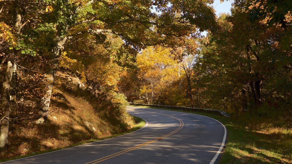 Parque Nacional Shenandoah que incluye imágenes de bosques y hojas de otoño