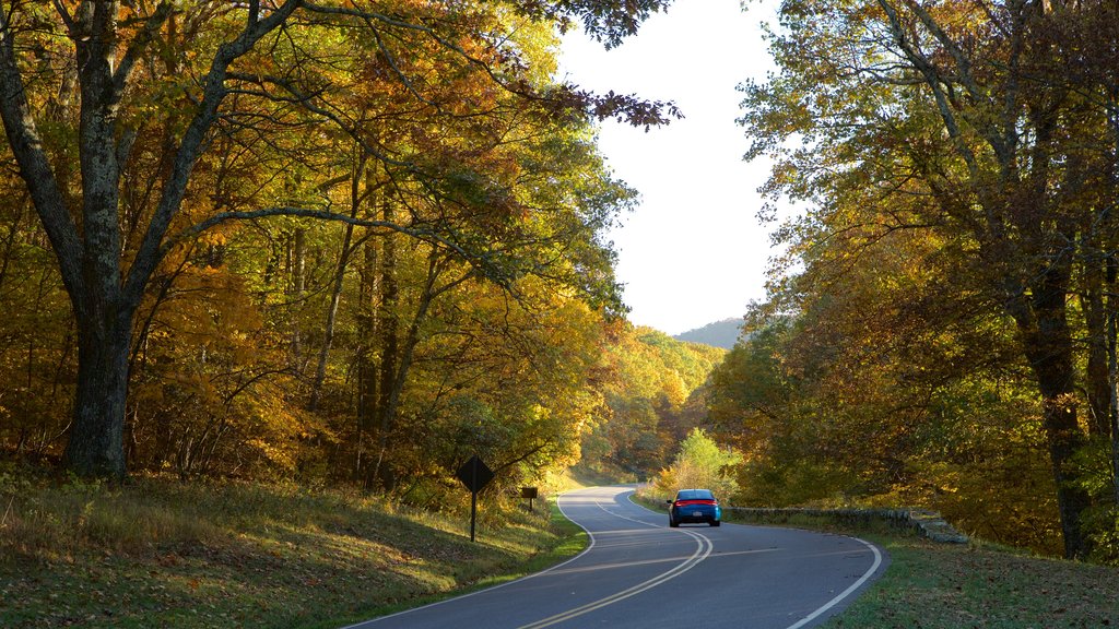 Shenandoah National Park featuring fall colors and forests