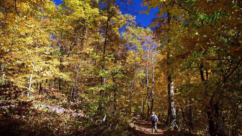 Parque Nacional Shenandoah mostrando senderismo o caminata y bosques y también un hombre