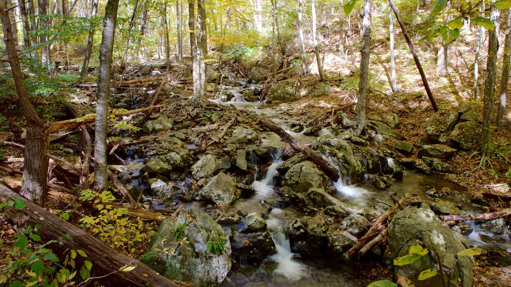 Shenandoah National Park showing forest scenes and a river or creek