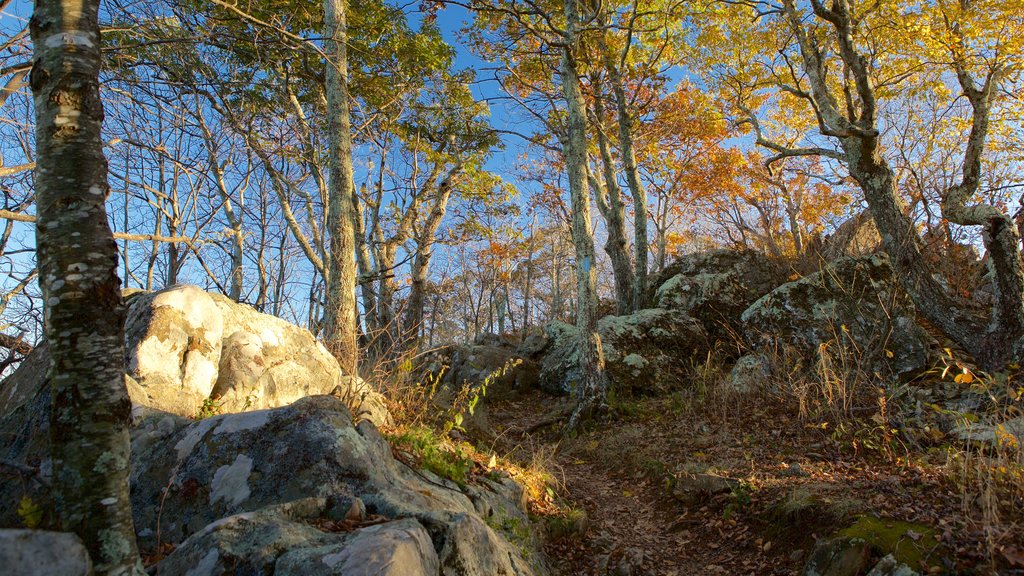 Shenandoah National Park which includes forest scenes