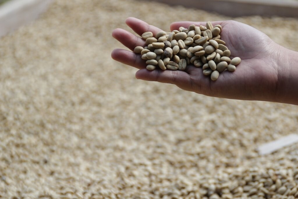 kopi-luwak-bohnen-1024x682.jpg