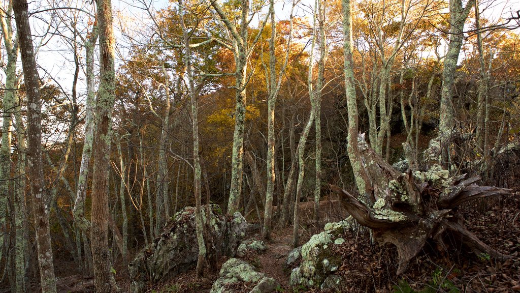 Parque Nacional Shenandoah mostrando bosques