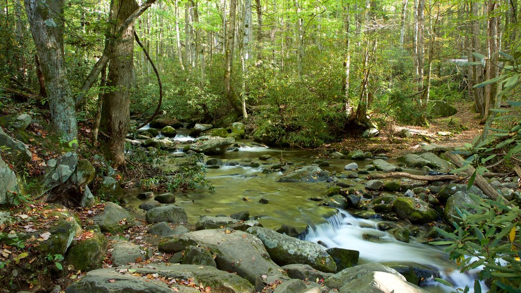 Great Smoky Mountains National Park which includes forest scenes, a river or creek and tranquil scenes