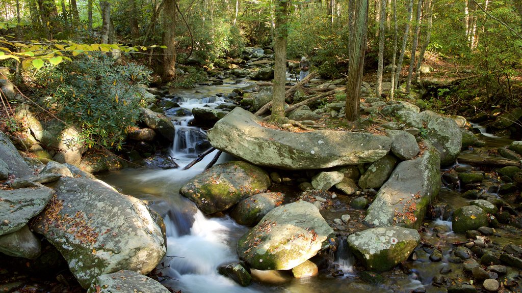 Riachuelo Roaring Fork ofreciendo bosques y un río o arroyo