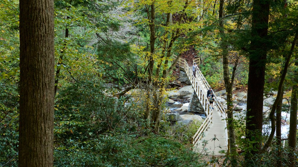 Great Smoky Mountains National Park which includes forest scenes, a river or creek and a bridge