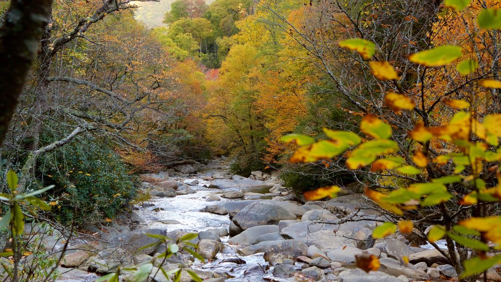 Chimney Tops which includes a river or creek, forest scenes and fall colors