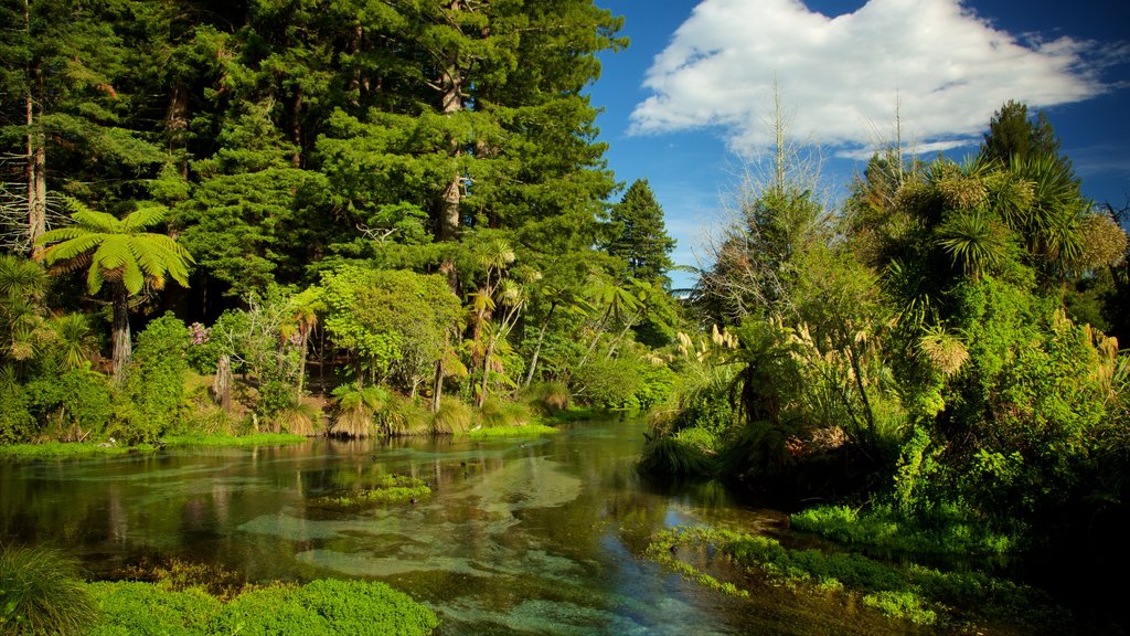 Hamurana showing forest scenes and a river or creek