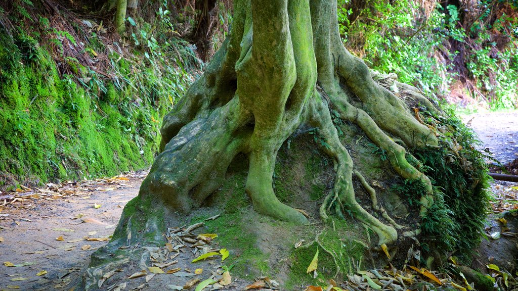 Cathedral Cove Beach que incluye paisajes forestales