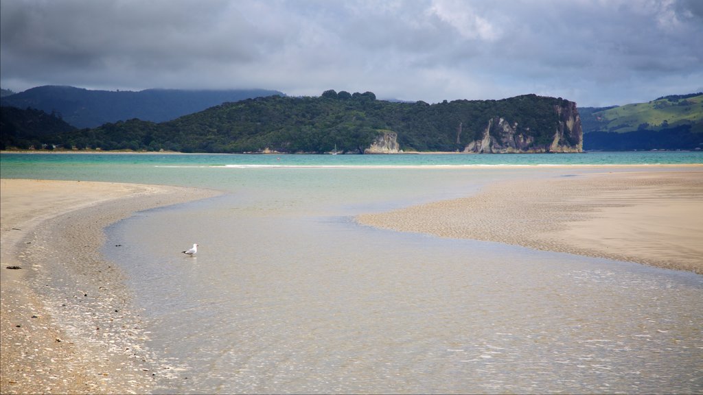 Cooks Beach que inclui uma praia de areia, paisagem e cenas tranquilas