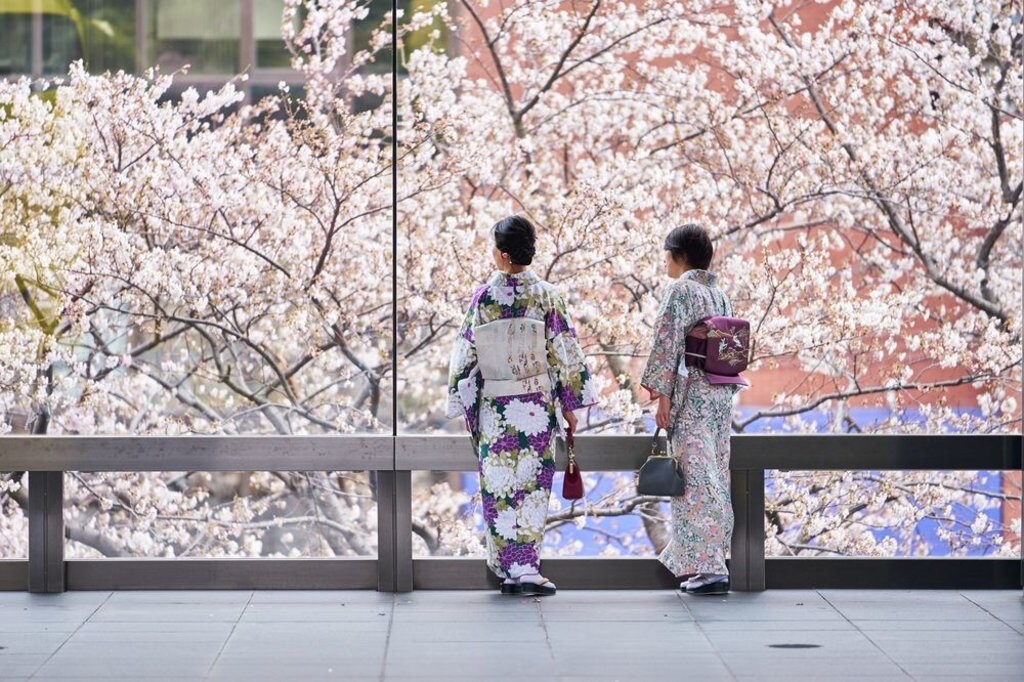 two people looking at cherry blossom trees from a walkway