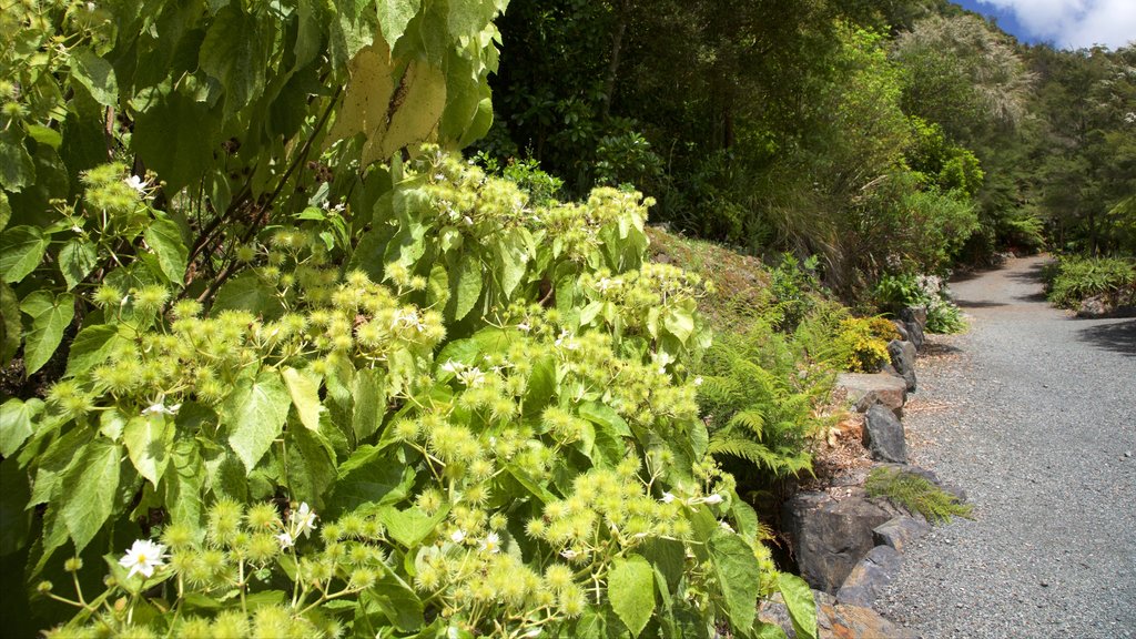 Taman Whangarei Quarry menampilkan kebun