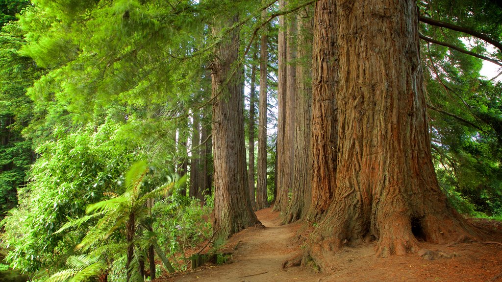 Hamurana mostrando imágenes de bosques