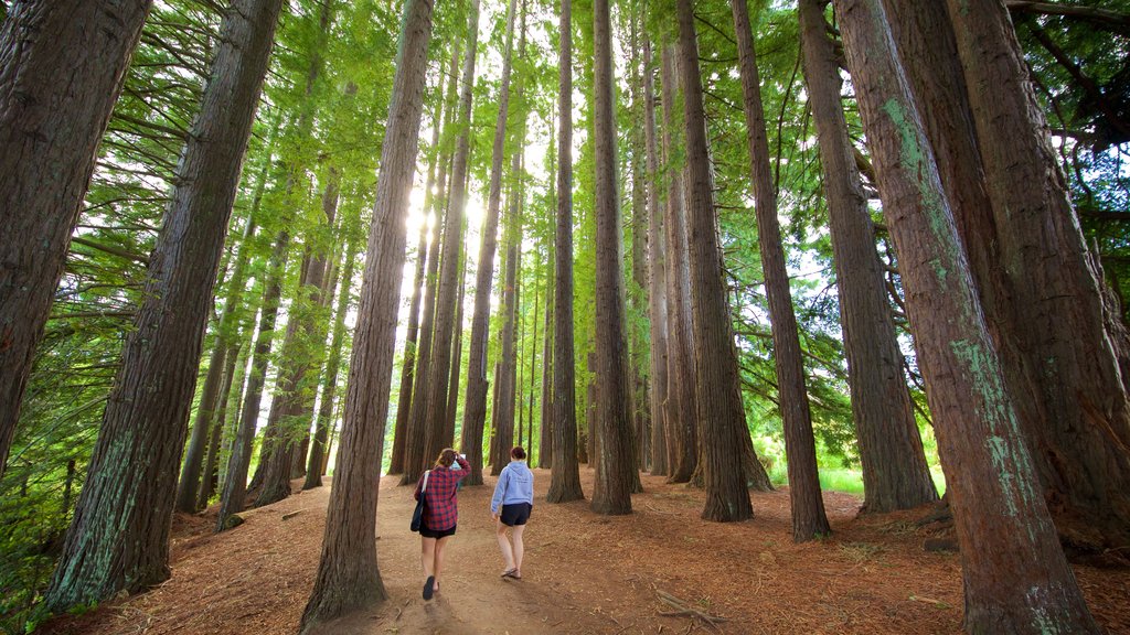 Hamurana mostrando bosques