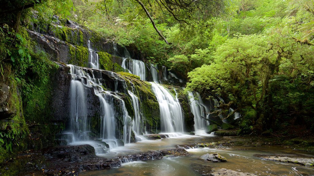 Quedas de Purakaunui que inclui cenas de floresta, um rio ou córrego e uma cachoeira