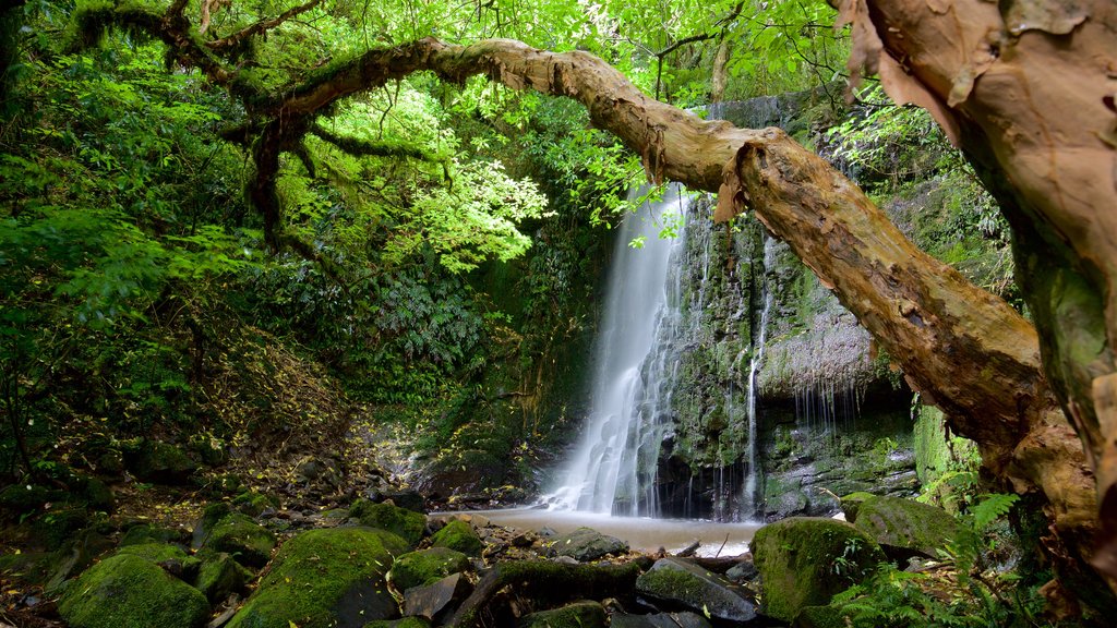 Matai Falls featuring a pond, a cascade and forests