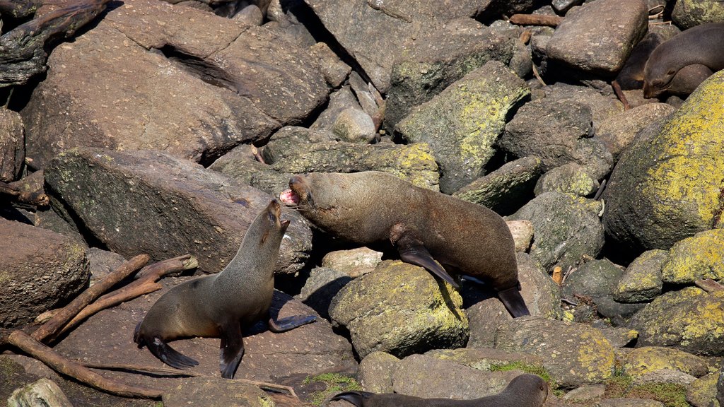 Tauranga Bay Seal Colony featuring marine life and rocky coastline