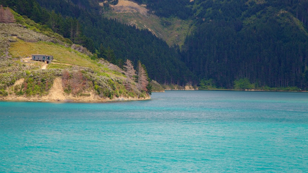 Queen Charlotte Sound showing forests and a bay or harbour