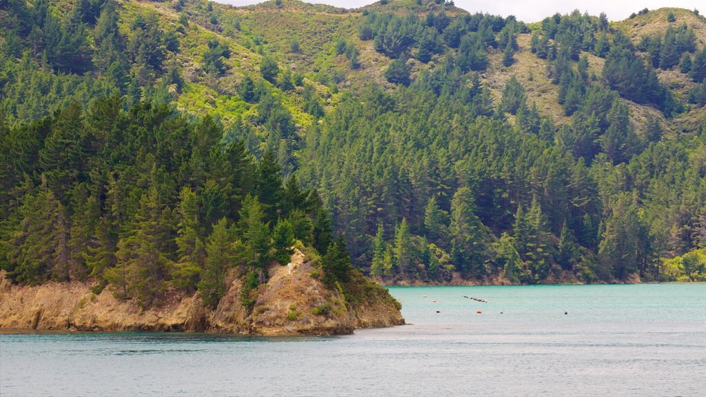 Queen Charlotte Sound showing mountains, a bay or harbour and forest scenes