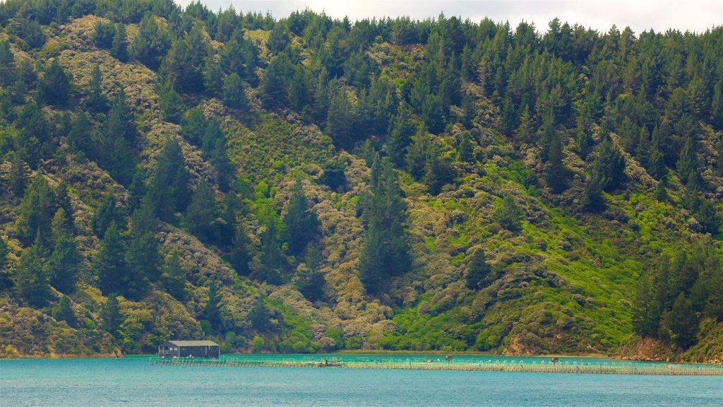 Queen Charlotte Sound showing mountains, forest scenes and a bay or harbour