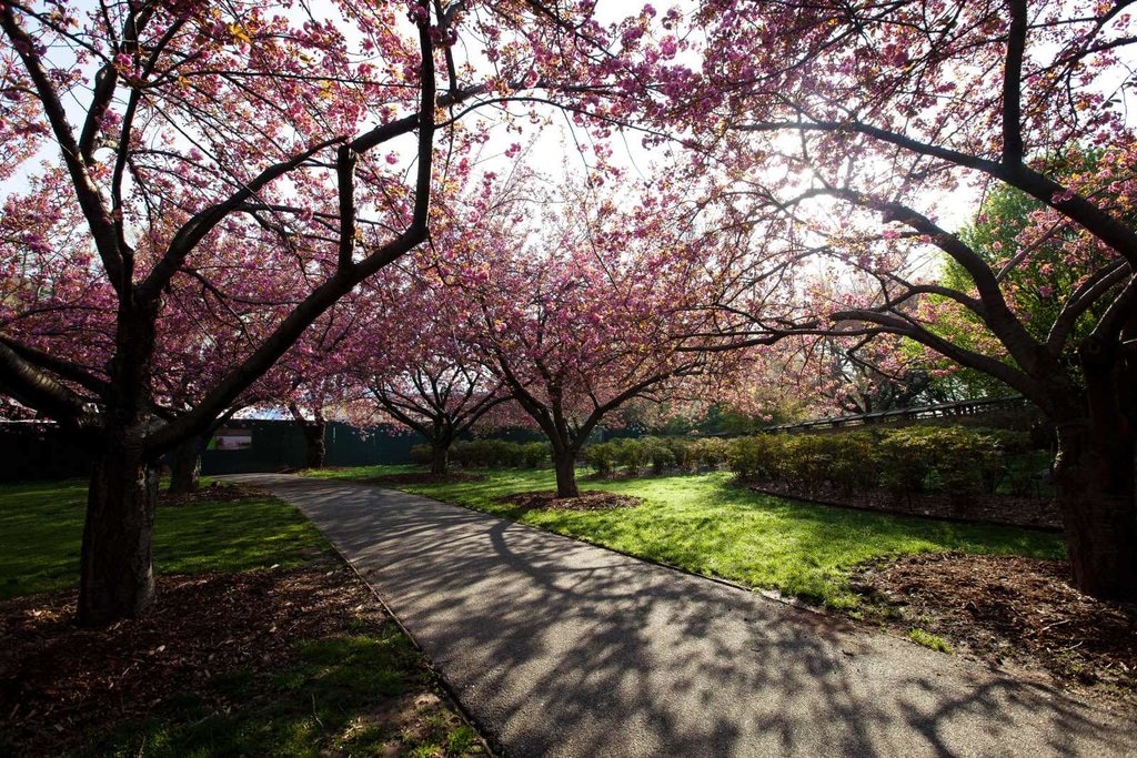 Brooklyn_Botanic_Garden.JPG?1537278450