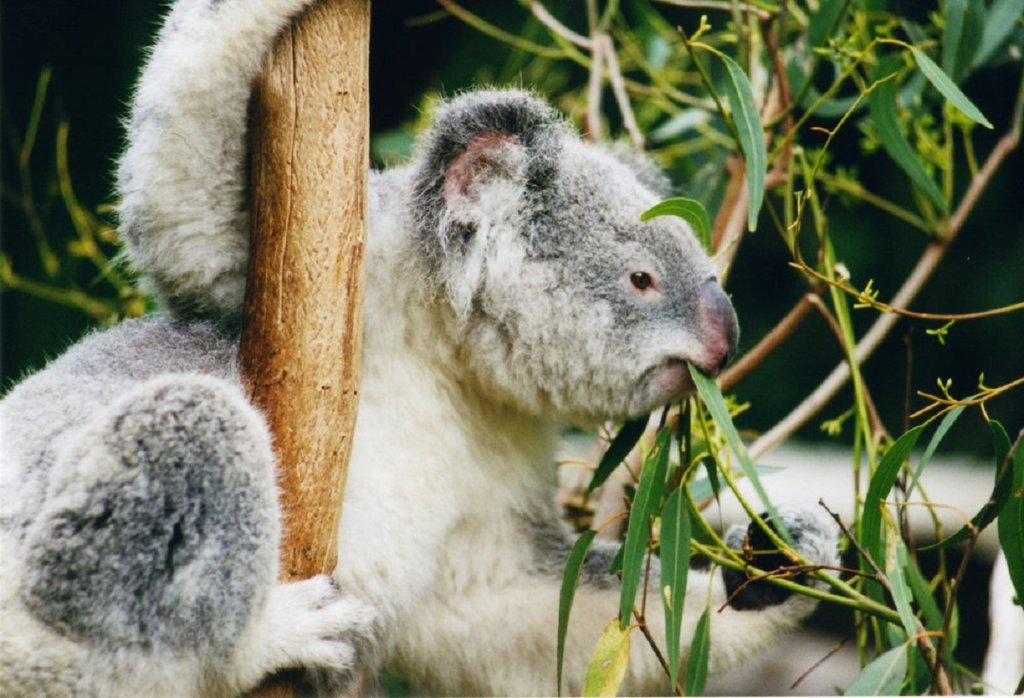 Koala-ag1.jpg?1554541660