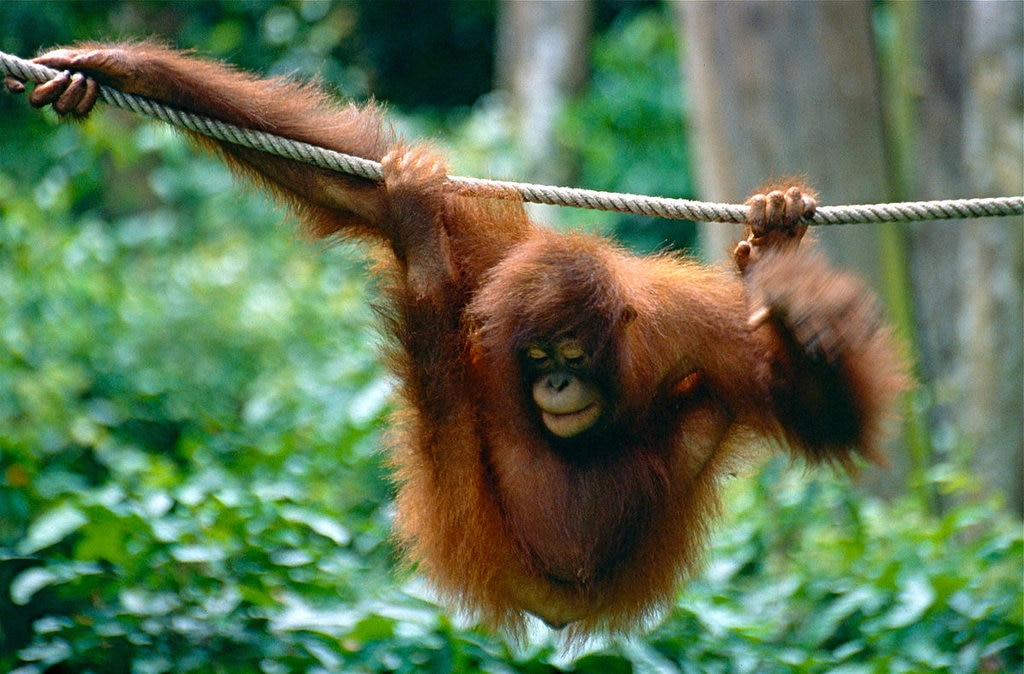 1200px-Bornean_Orangutan_%28Pongo_pygmaeus%29_%2814562544106%29.jpg?1554542077