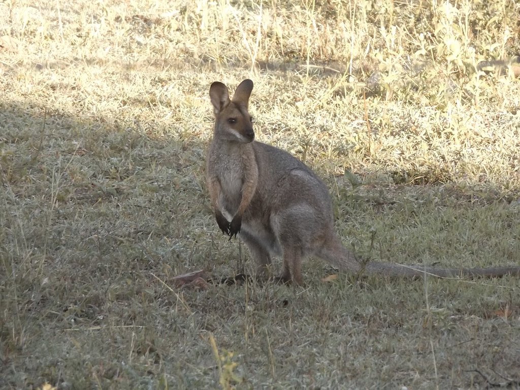 1200px-Wallaby_tsutc5.jpg?1554542940