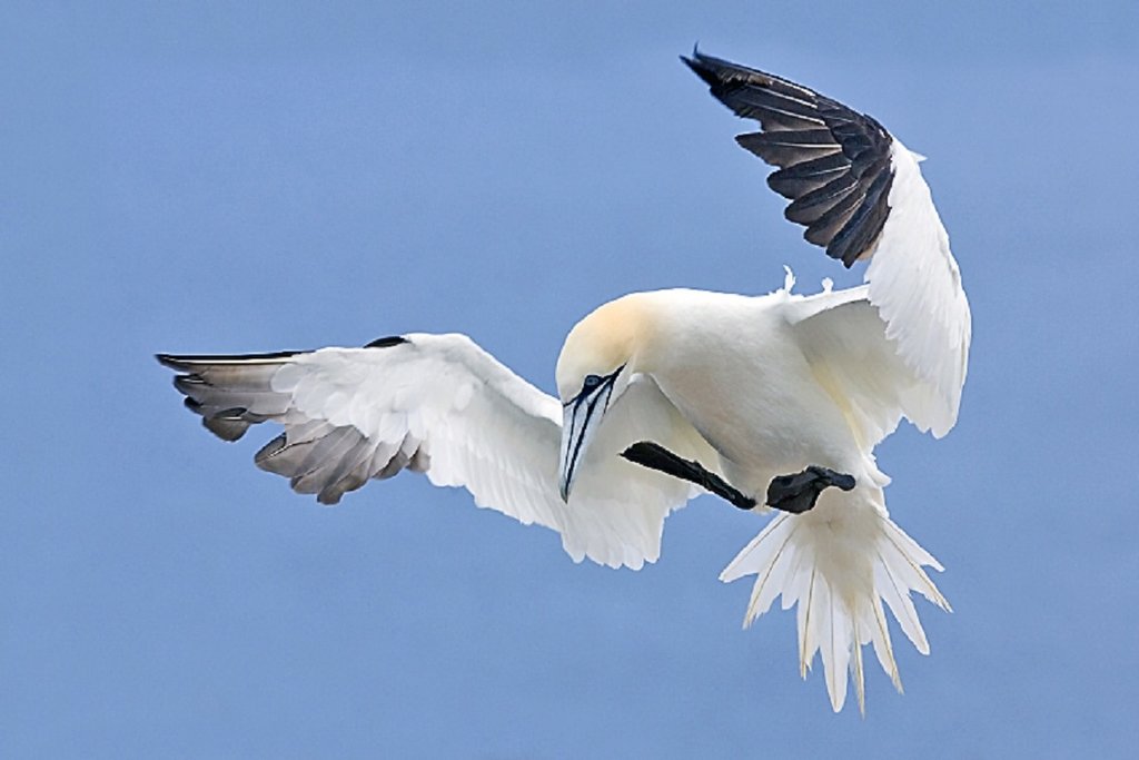 Northern_Gannet_2006_2.jpg?1554546025