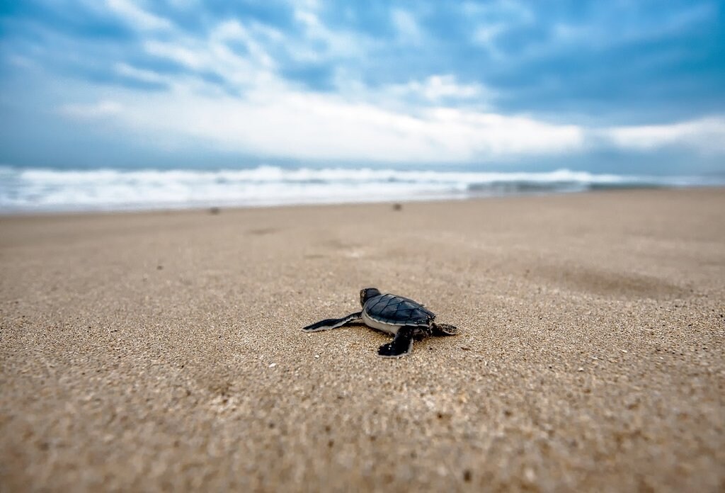 turtle-2201433_1280.jpg?1558690698