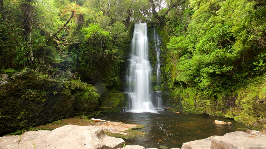 McLean Falls which includes forest scenes and a waterfall