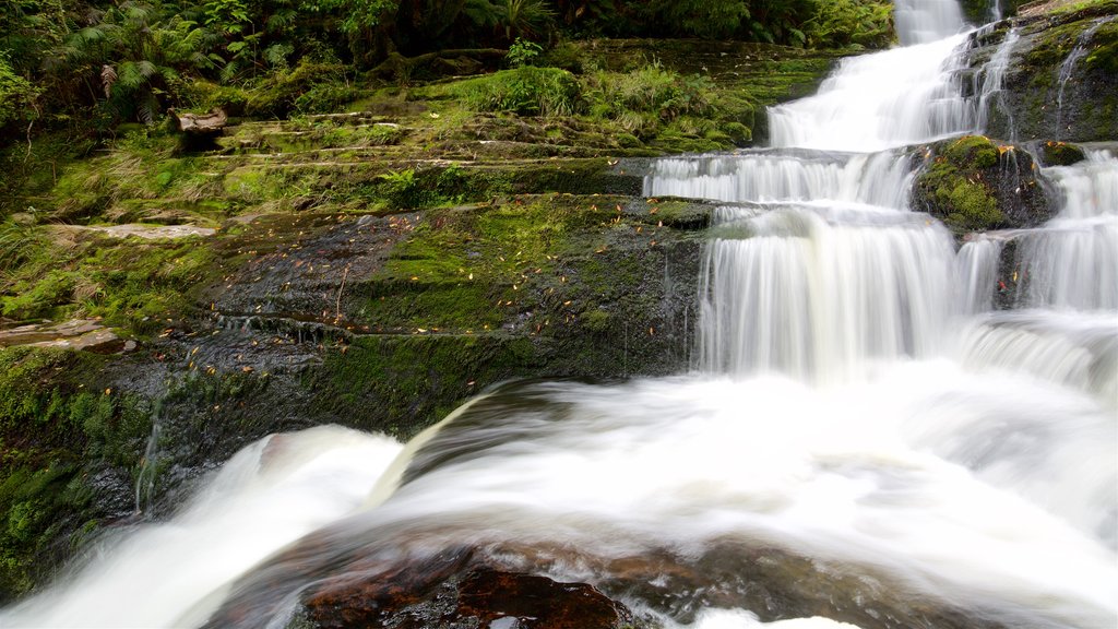 McLean Falls which includes forests and a cascade