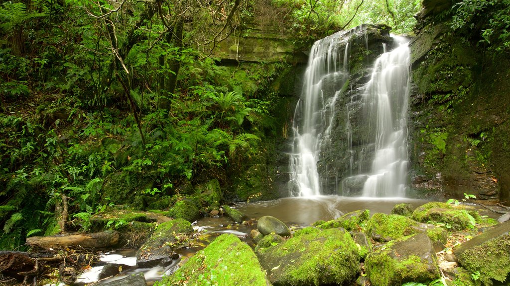 Matai Falls featuring a cascade and forests