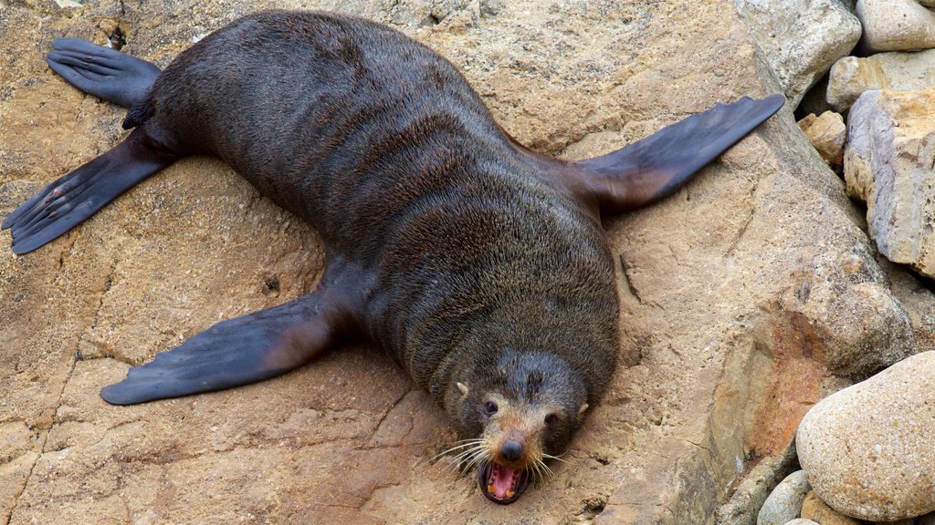 Riserva Naturale di Shag Point mostrando animali marini e costa frastagliata