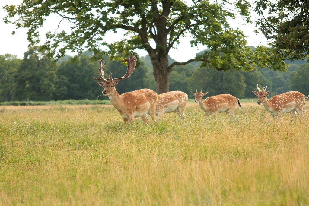 Ciervos_en-Richmond-Park.jpg?1552577263