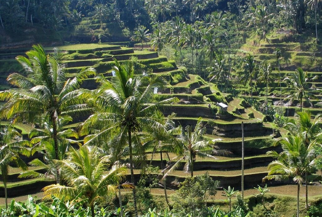 Bali_panorama.jpg?1554375233