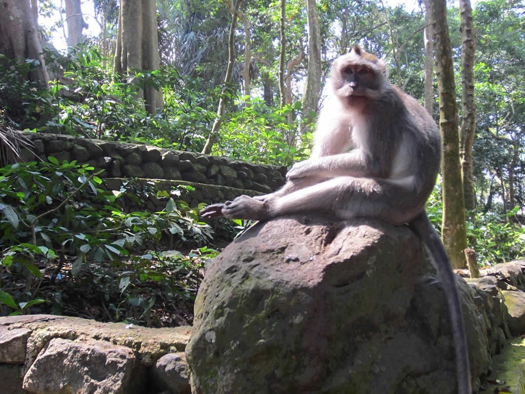 Sacred_Monkey_Forest_Sanctuary_%286336846727%29.jpg?1554375549