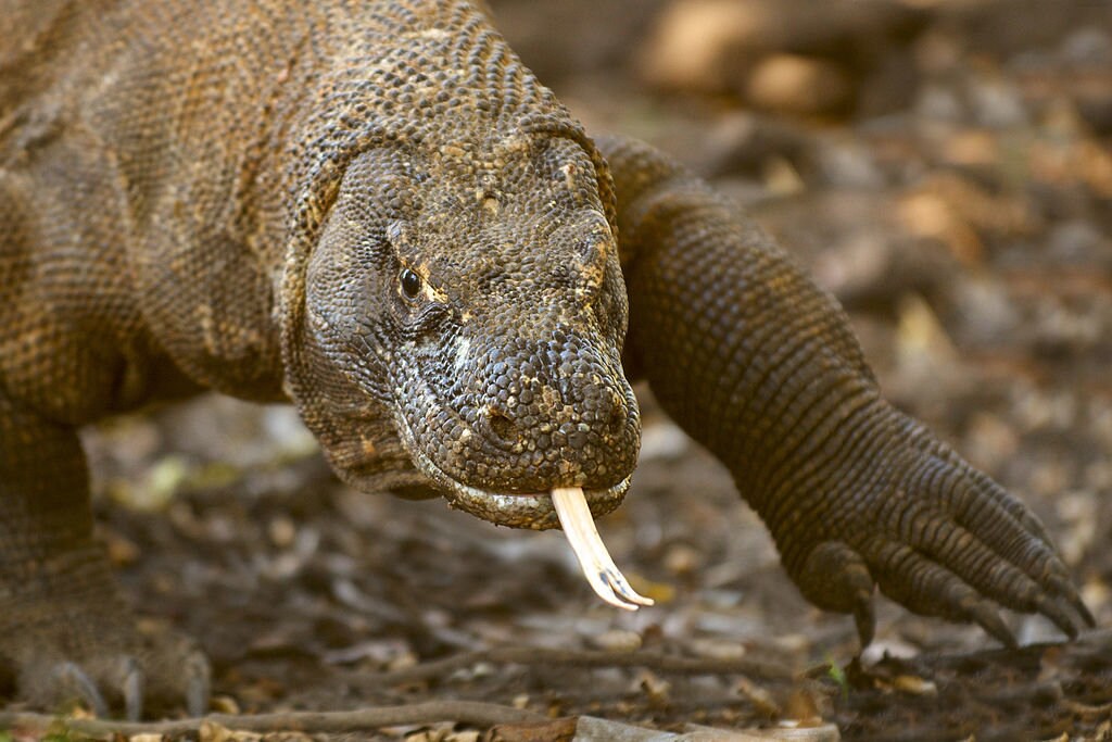 Komodo_Dragon_AdF.jpg?1554375674