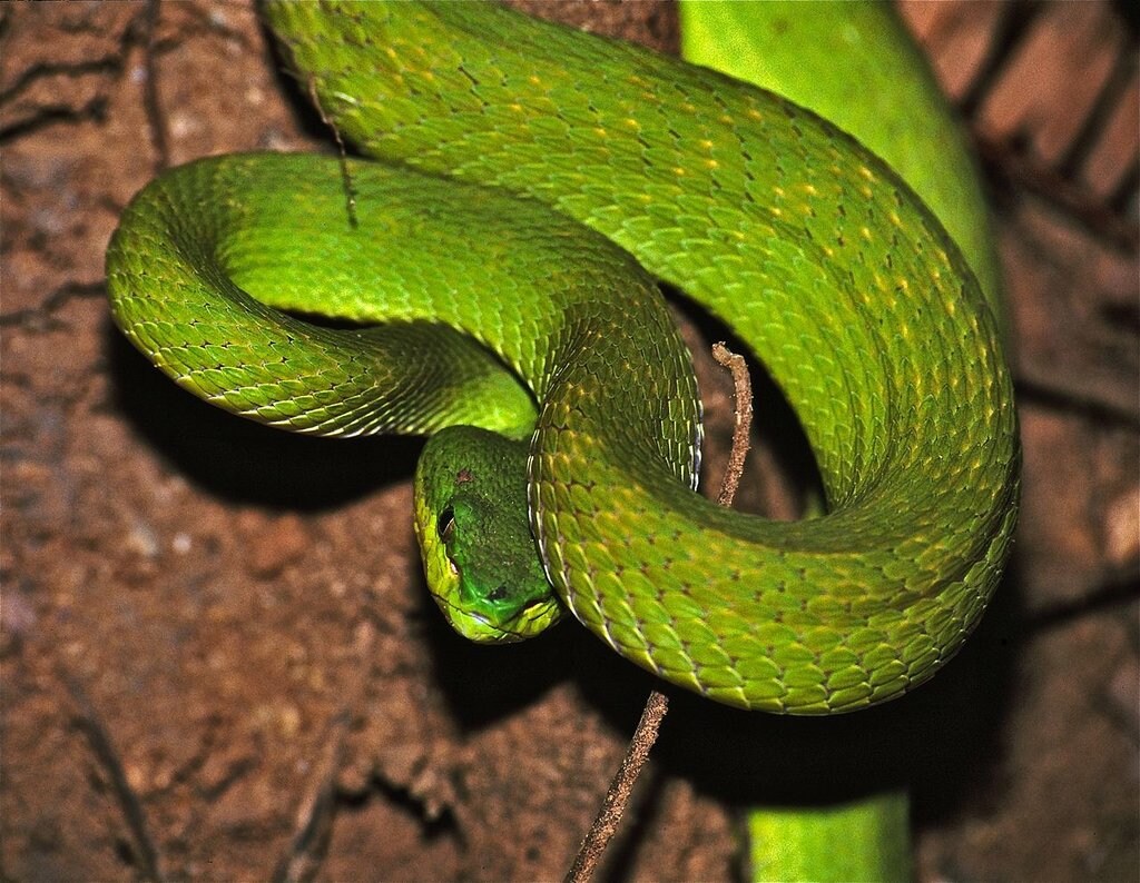 White-lipped_Island_Pit_Viper_Trimeresurus_insularis_%287881431698%29.jpg?1554376855